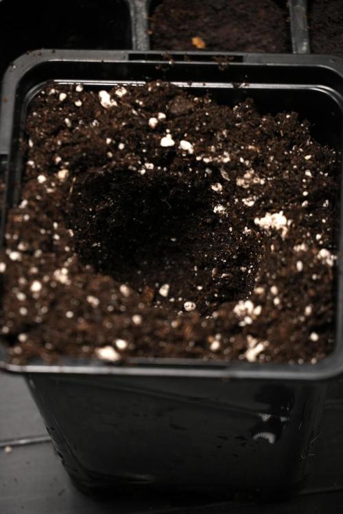 Pink Rosay Auto By Zamnesia Pheno A. Week 0 - soil