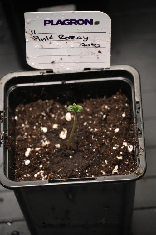 Pink Rosay Auto By Zamnesia Pheno A. Week 0 - Pink Rosay Pheno A