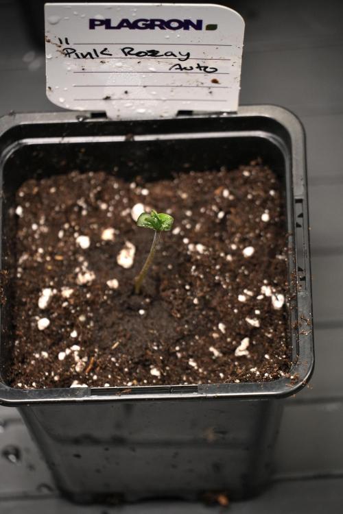 Pink Rosay Auto By Zamnesia Pheno A. Week 0 - Pink Rosay Pheno A