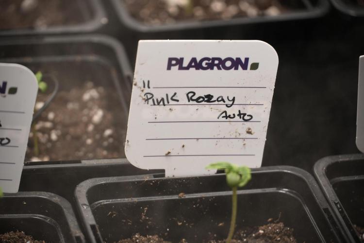 Pink Rosay Auto By Zamnesia Pheno A. Week 0 - Pink Rosay Pheno A