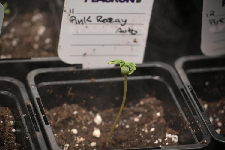 Pink Rosay Auto By Zamnesia Pheno A. Week 0 - Pink Rosay Pheno A