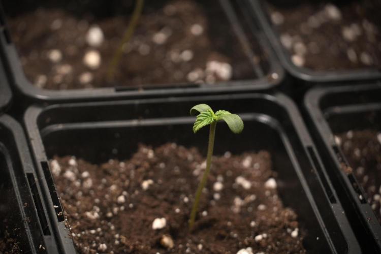 Pink Rosay Auto By Zamnesia Pheno A. Week 0 - Pink Rosay Pheno A