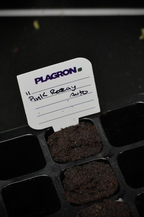 Pheno B Pink Rosay Auto By Zamnesia. Week 0 - Pink Rosay