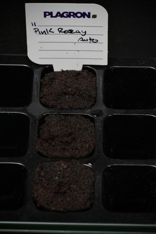 Pheno B Pink Rosay Auto By Zamnesia. Week 0 - Pink Rosay