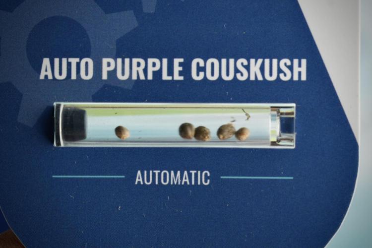 Purple CousKush Auto By Zamnesia Pheno A. Week 0 - Purple CousKush Seed Pack