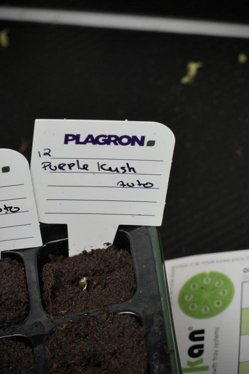 Purple CousKush Auto By Zamnesia Pheno A. Week 0 - Purple CousKush Seed A
