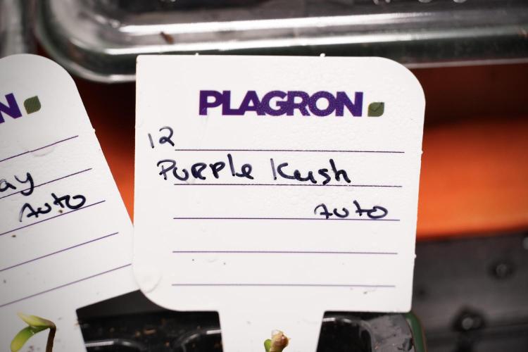 Purple CousKush Auto By Zamnesia Pheno A. Week 0 - Purple CousKush Seed A