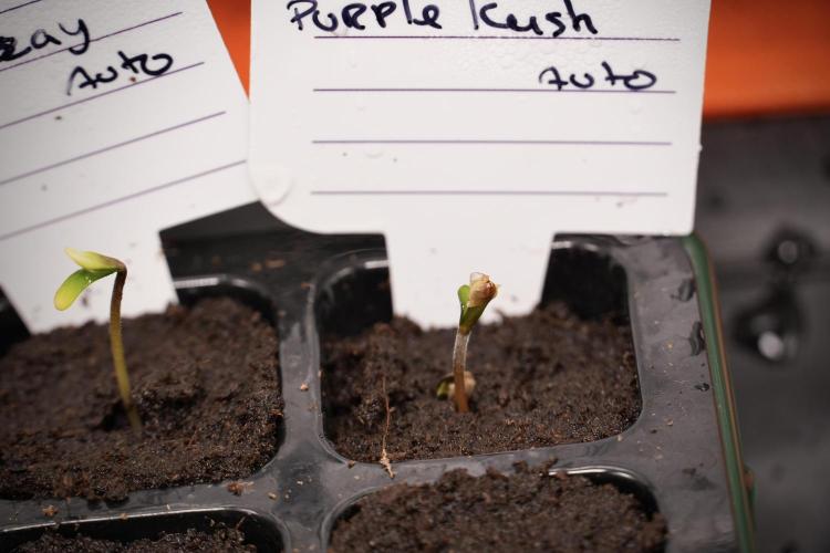 Purple CousKush Auto By Zamnesia Pheno A. Week 0 - Purple CousKush Pheno A