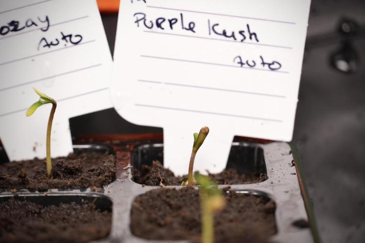 Purple CousKush Auto By Zamnesia Pheno A. Week 0 - Purple CousKush Pheno A