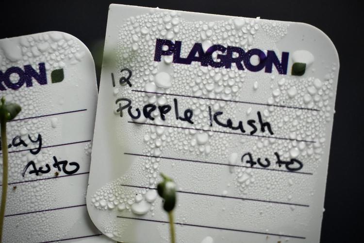Purple CousKush Auto By Zamnesia Pheno A. Week 0 - Purple CousKush Pheno A