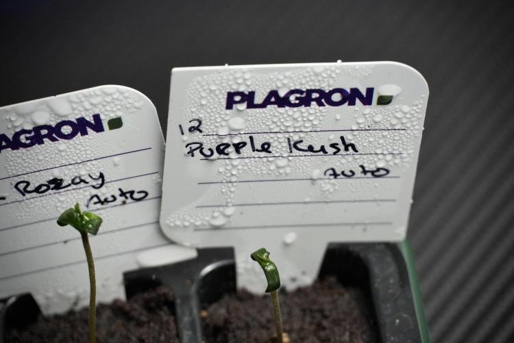 Purple CousKush Auto By Zamnesia Pheno A. Week 0 - Purple CousKush Pheno A