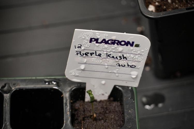 Purple CousKush Auto By Zamnesia Pheno A. Week 0 - Purple CousKush Pheno A