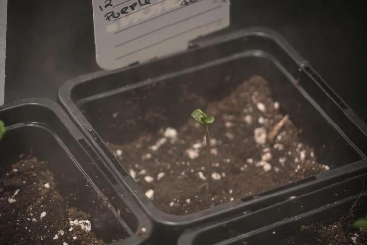 Purple CousKush Auto By Zamnesia Pheno A. Week 0 - Purple CousKush Pheno A