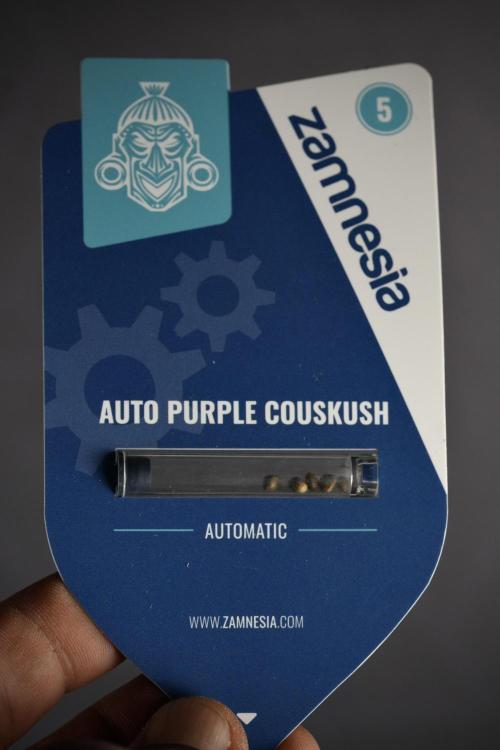 Pheno B Purple CousKush Auto By Zamnesia. Week 0 - Purple CousKush Seed Pack 