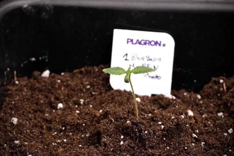 Blueberry  Muffin by Zamnesia Pheno A. Week 1 - transplant done