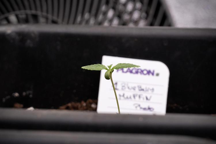 Blueberry  Muffin by Zamnesia Pheno A. Week 1 - transplant done