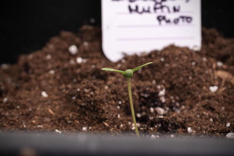 Blueberry  Muffin by Zamnesia Pheno A. Week 1 - transplant done