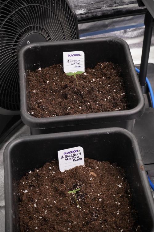 Blueberry  Muffin by Zamnesia Pheno A. Week 1 - transplant done