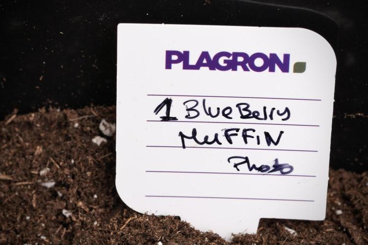 Blueberry  Muffin by Zamnesia Pheno A. Week 1 - BBM