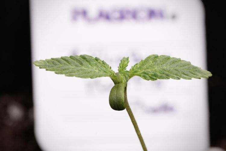 Blueberry  Muffin by Zamnesia Pheno A. Week 1 - BBM pheno A