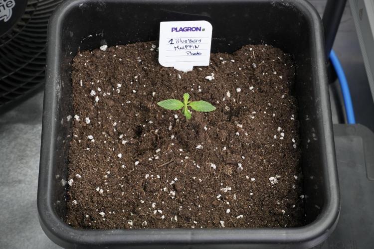 Blueberry  Muffin by Zamnesia Pheno A. Week 1 - BBM pheno A