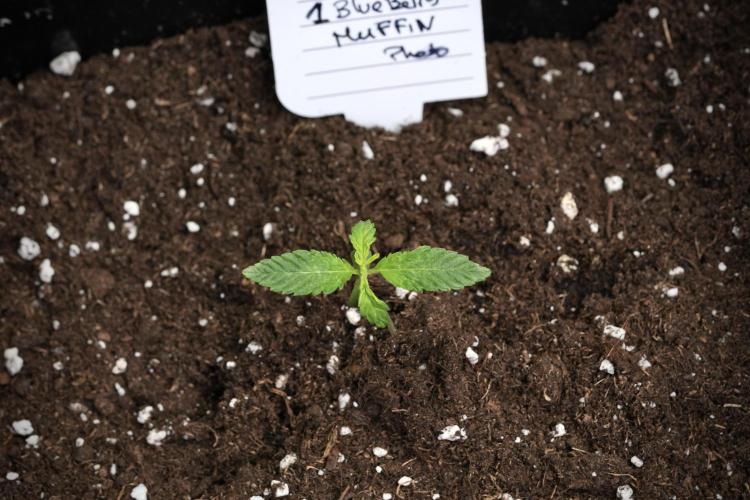 Blueberry  Muffin by Zamnesia Pheno A. Week 1 - BBM pheno A