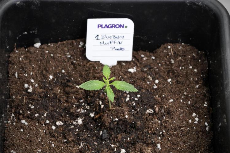 Blueberry  Muffin by Zamnesia Pheno A. Week 1 - BBM pheno A