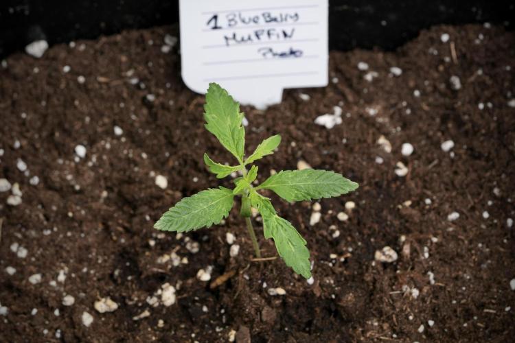 Blueberry  Muffin by Zamnesia Pheno A. Week 1 - BBM pheno A