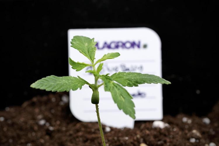Blueberry  Muffin by Zamnesia Pheno A. Week 1 - BBM pheno A