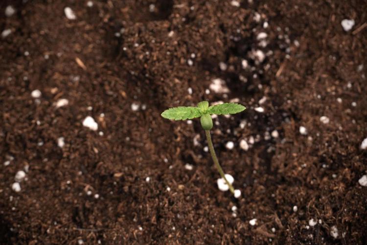 Pheno B Blueberry  Muffin by Zamnesia. Week 1 - Transplanted 