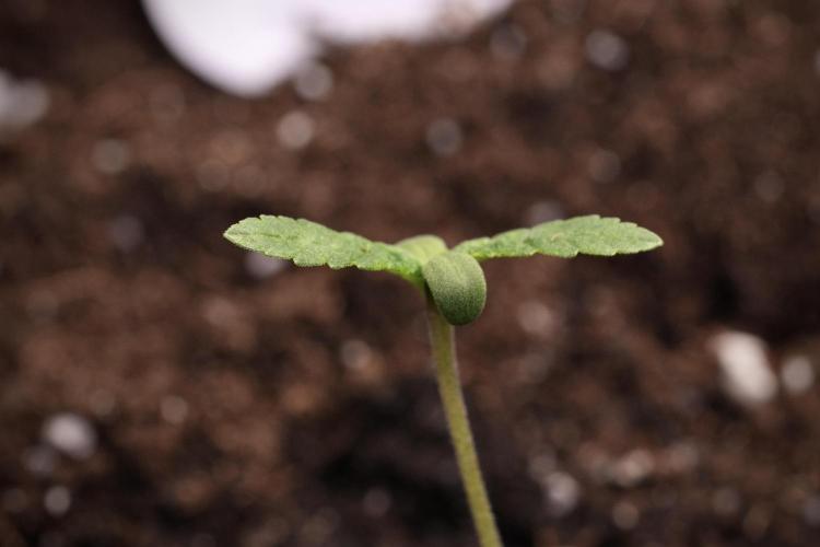 Pheno B Blueberry  Muffin by Zamnesia. Week 1 - BBM Pheno B
