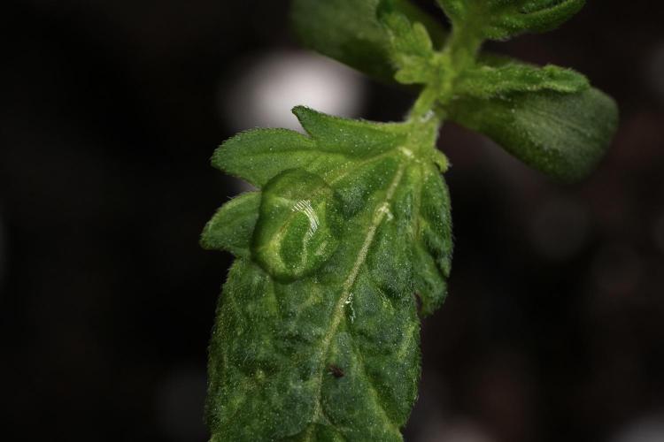 Pheno B Blueberry  Muffin by Zamnesia. Week 1 - BBM Pheno B and drops of water