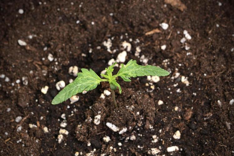 Pheno B Blueberry  Muffin by Zamnesia. Week 1 - BBM Pheno B 