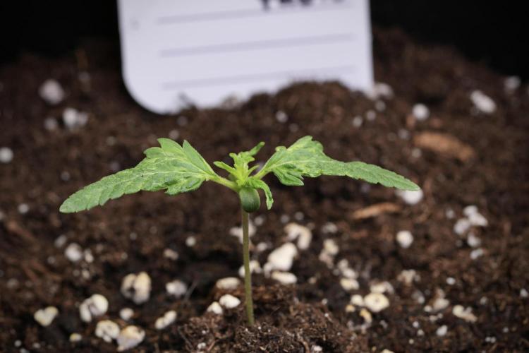 Pheno B Blueberry  Muffin by Zamnesia. Week 1 - BBM Pheno B 