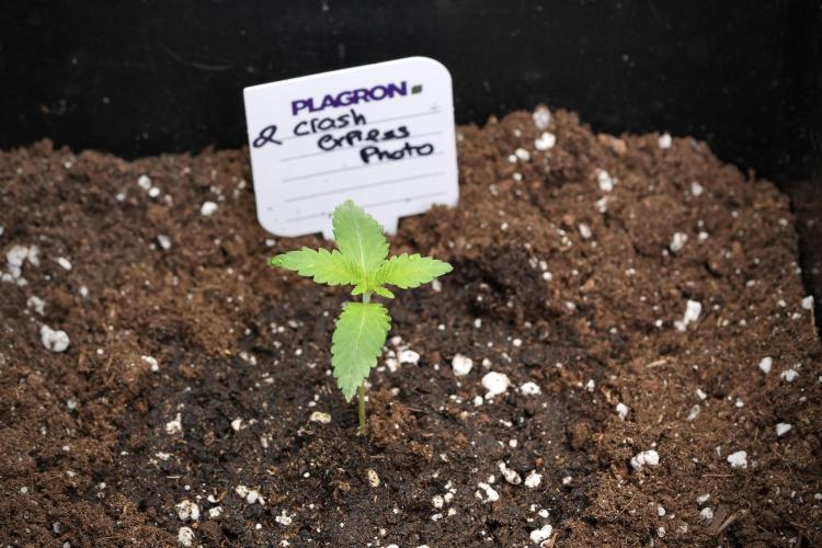 Cash Express By Zamnesia Pheno A. Week 1 - CE Pheno A middle week