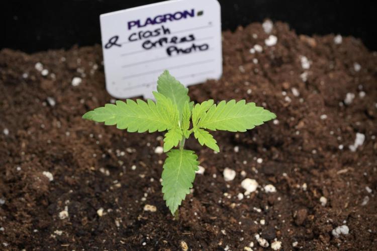 Cash Express By Zamnesia Pheno A. Week 1 - CE Pheno A end week one 