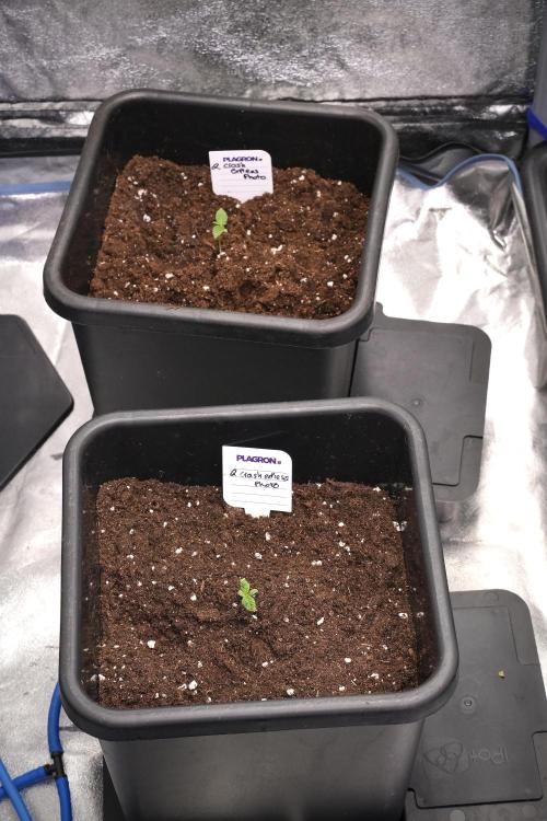 Pheno B Cash Express By Zamnesia. Week 1 - CE Pheno B