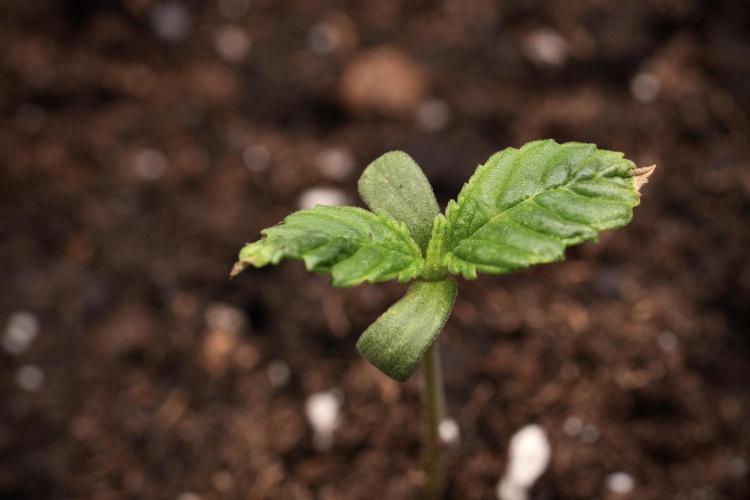 Pheno B Cash Express By Zamnesia. Week 1 - CE Pheno B