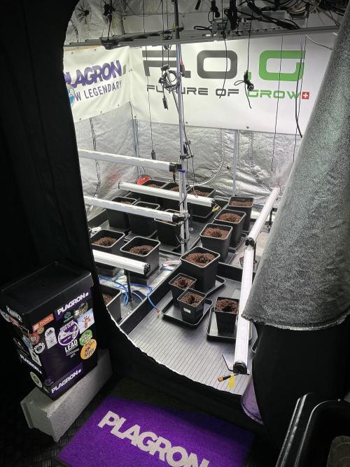 Pheno B Cash Express By Zamnesia. Week 1 - Room 