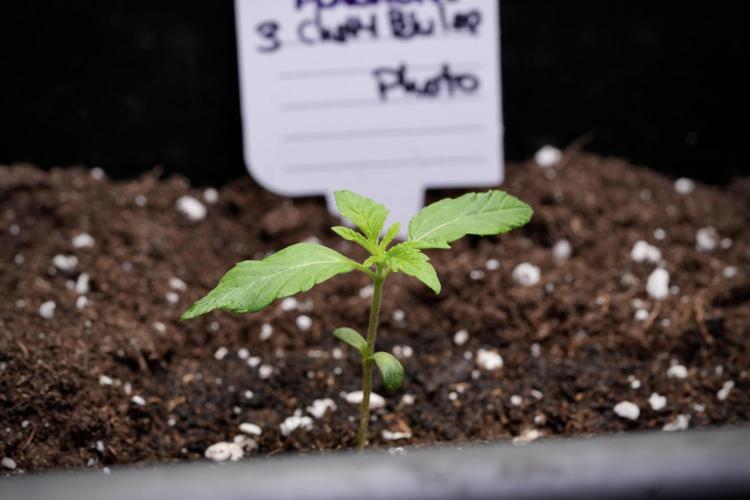 Chem Brulee By Zamnesia Pheno A. Week 1 - CB Pheno A