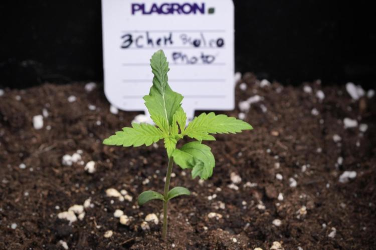 Pheno B Chem Brulee By Zamnesia. Week 1 - CB Pheno B