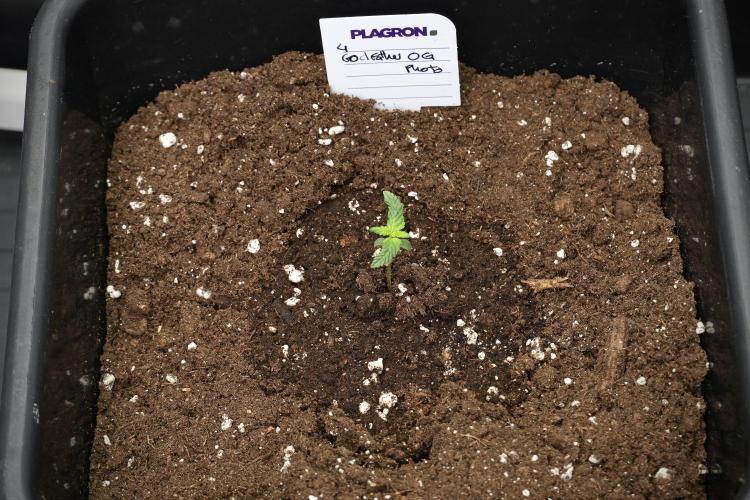 God father OG By Zamnesia Pheno A. Week 1 - GD - Pheno A