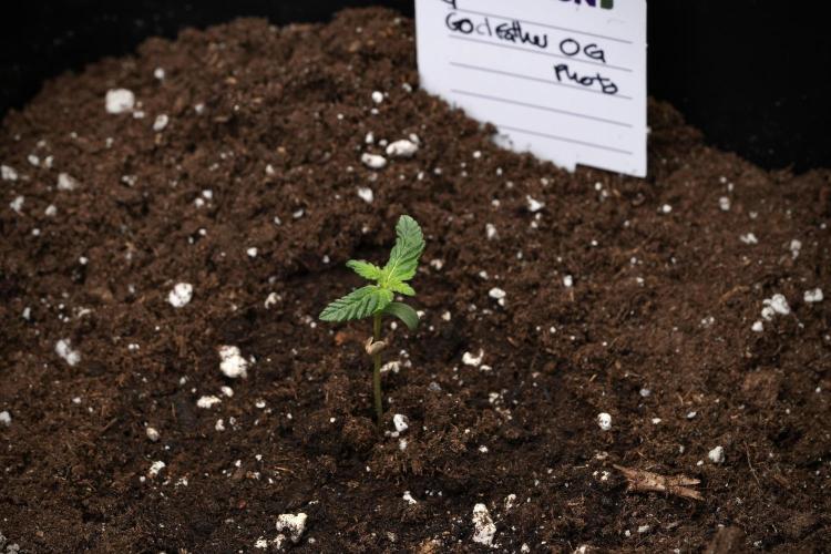 God father OG By Zamnesia Pheno A. Week 1 - GD - Pheno A