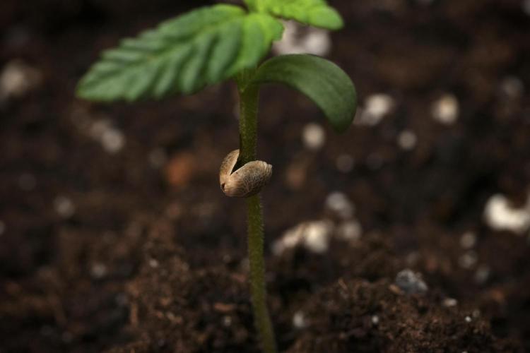 God father OG By Zamnesia Pheno A. Week 1 - GD - Pheno A seed capsule  