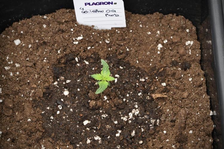 God father OG By Zamnesia Pheno A. Week 1 - GD - Pheno A