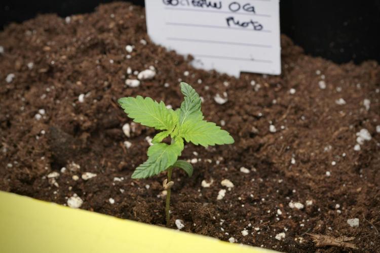 God father OG By Zamnesia Pheno A. Week 1 - GD - Pheno A