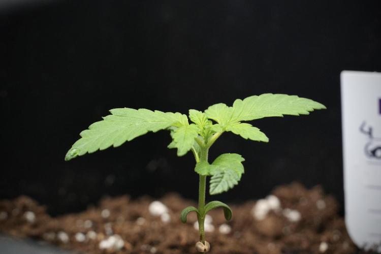 God father OG By Zamnesia Pheno A. Week 1 - GD - Pheno A end of the week