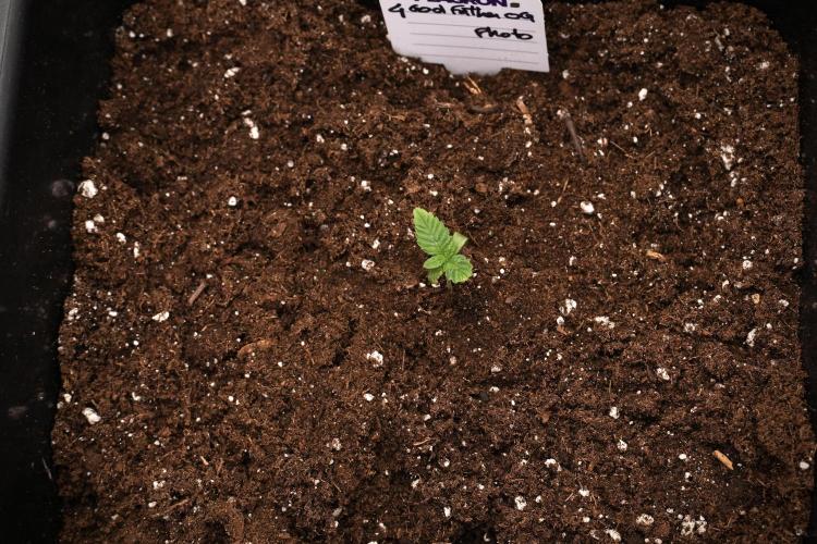 Pheno B God father OG By Zamnesia. Week 1 - Gf OG Pheno B