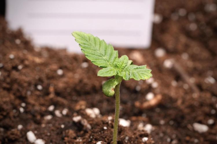 Pheno B God father OG By Zamnesia. Week 1 - Gf OG Pheno B