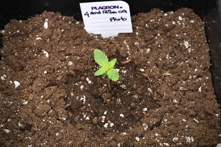 Pheno B God father OG By Zamnesia. Week 1 - Gf OG Pheno B